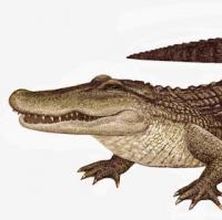 kss's Avatar kss's Avatar