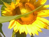 Scrapette's Avatar Scrapette's Avatar