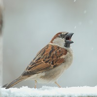 SparrowMetals's Avatar