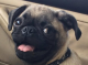 ToxicGhost's Avatar
